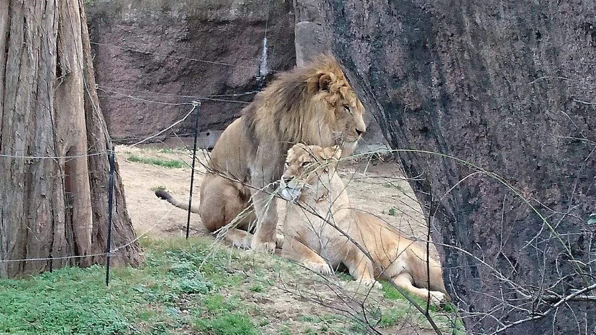 天王寺動物園 ライオン